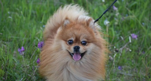 迎客松配资 博美犬超会撒娇卖萌，家中宝藏，养它幸福感翻倍？