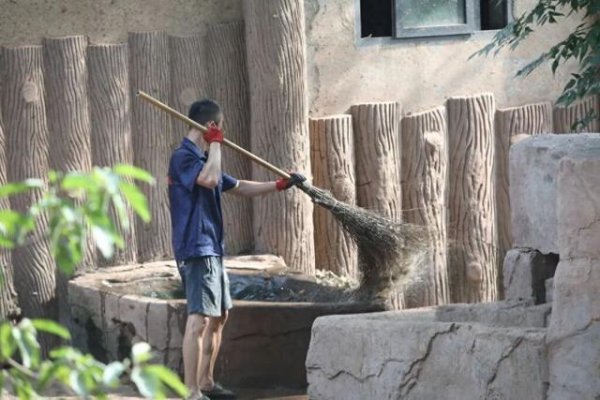 金鼎配资  专属食谱、定时送冰……重庆动物园“铲屎官”科学守护萌兽安全