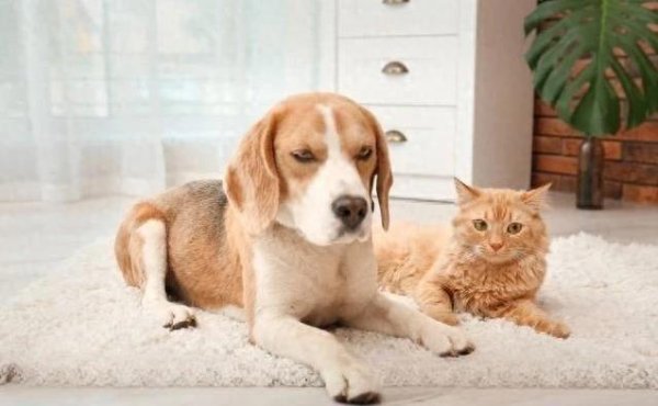 众盈易配 猫咪高冷治愈心，狗狗热情暖全家，你选谁？