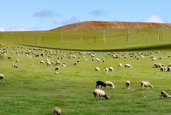 万德策略 山东游客到内蒙草原，吃饭点4道菜一斤烧麦，饭菜上齐愣了